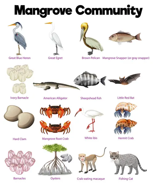 多種多様な動物の命に満ちた活気に満ちたマングローブエコシステム — ストックベクタ