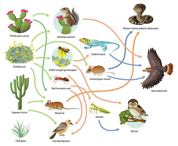 食物連鎖の科学教育図を描いたイラスト — ストックベクタ