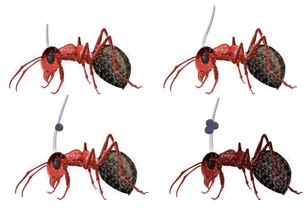 Vector Cartoon Illustration Ants Infected Cordyceps Parasite — Stock Vector