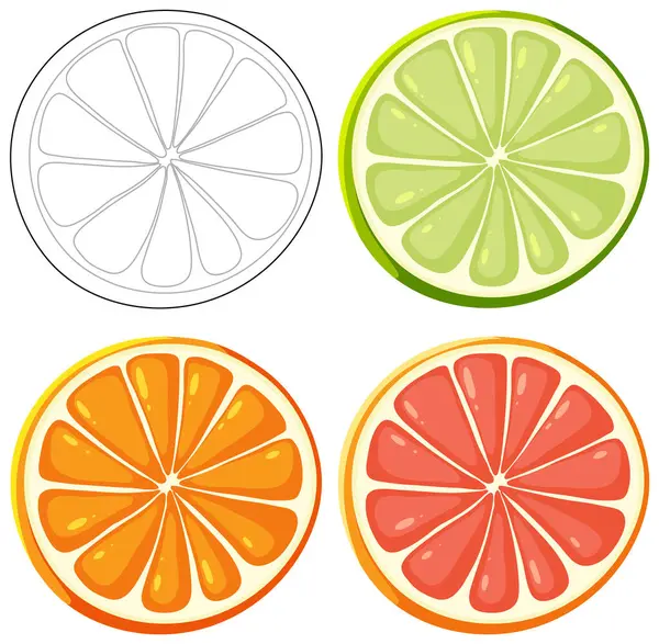 4つの柑橘類のフルーツスライスのベクトルイラスト ストックイラスト