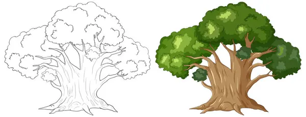 Abbildung Eines Baumes Von Der Linienzeichnung Bis Zur Farbigkeit — Stockvektor
