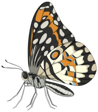 Canlı bir kelebeğin detaylı vektör sanatı