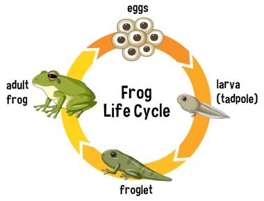 Stages from egg to adult frog clipart