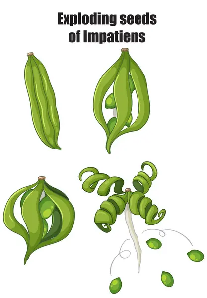 stock vector Illustration of Impatiens seed pods bursting open
