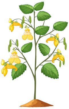 Sarı sabırsızların ayrıntılı vektörü