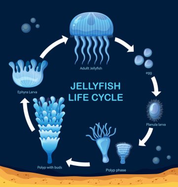 Stages of jellyfish development from egg to adult clipart