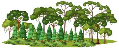 Ağaçların çeşitli türleri ile yoğun orman