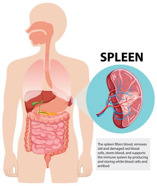Dalak ve sindirim sisteminin ayrıntılı vektörü