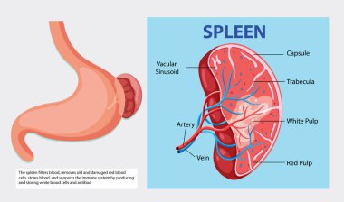 İnsan dalağı anatomisinin ayrıntılı diyagramı