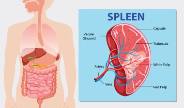 Detailed diagram of the human spleen and its parts clipart