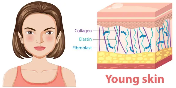 stock vector Diagram showing components of young skin