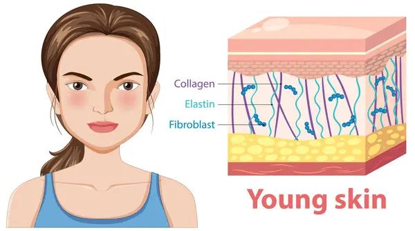 stock vector Diagram showing components of young skin