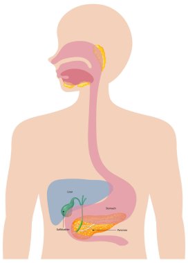 İnsan sindirim sistemi organlarının tasviri