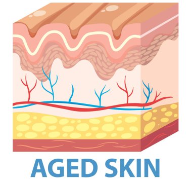 Çapraz kesit eski deri yapısını ve katmanlarını gösterir