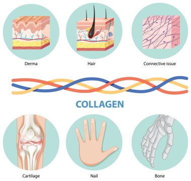 Çeşitli vücut parçalarında kolajen tasviri
