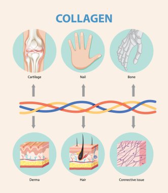 Illustration of collagen's role in body tissues clipart