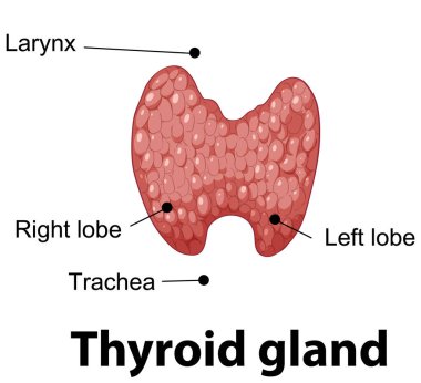 Tiroid bezi anatomisinin ayrıntılı diyagramı