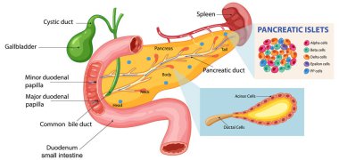 Pankreas ve ilgili organların ayrıntılı diyagramı