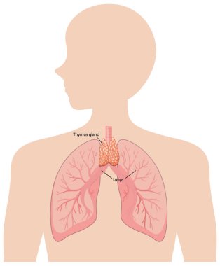 Akciğer ve timüs bezinin çizimi