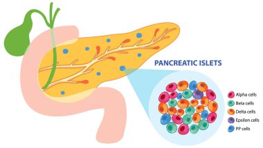 Pankreas adacıkları ve hücre tiplerinin gösterimi