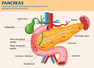 Pankreasın ve ilgili organların ayrıntılı diyagramı
