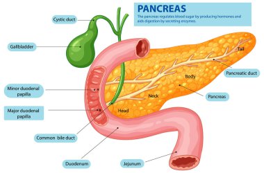 Pankreas ve ilgili organların ayrıntılı çizimi