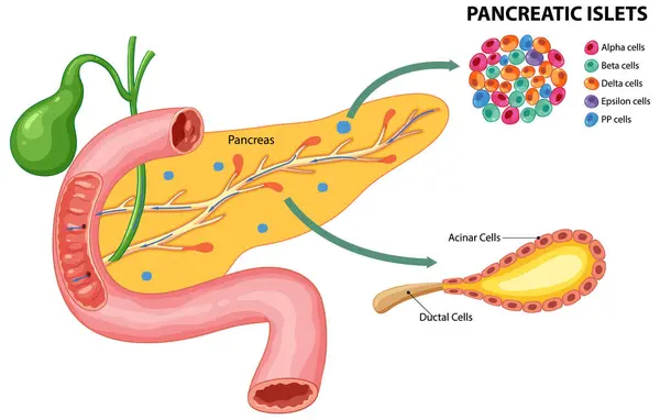 stock vector Illustration of pancreas and pancreatic islet cells