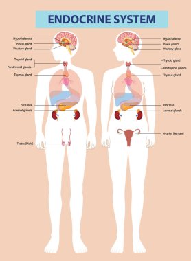 Erkek ve kadın endokrin sistemlerinin gösterimi