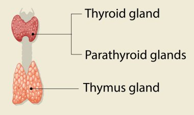Tiroid diyagramı, paratiroid ve timüs bezleri.