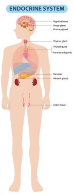 İnsan endokrin sistem organlarının yansıması