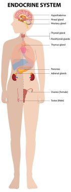 İnsan endokrin sistem organlarının yansıması
