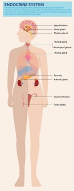 Vücuttaki büyük endokrin bezlerinin yansıması
