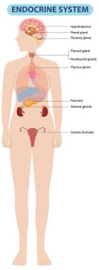 İnsan vücudundaki endokrin bezlerinin yansıması.
