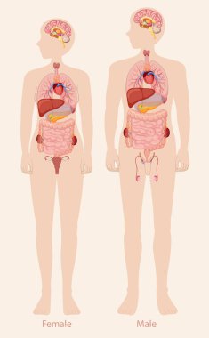 Kadın ve erkek anatomisinin detaylı çizimi