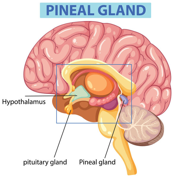 Подробная иллюстрация анатомии шишковидной железы
