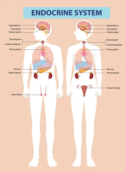 stock vector Illustration of male and female endocrine systems