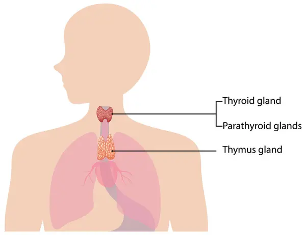 stock vector Illustration of thyroid, parathyroid, and thymus glands