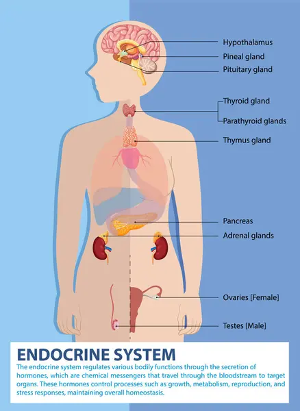 stock vector Illustration of endocrine glands and their functions