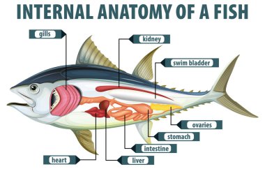 Balık iç organlarının ayrıntılı diyagramı