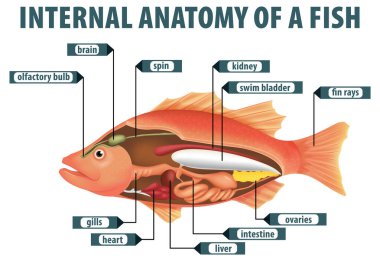 Balık iç organlarının ayrıntılı diyagramı