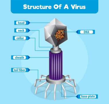 Bir virüs yapısının ayrıntılı diyagramı