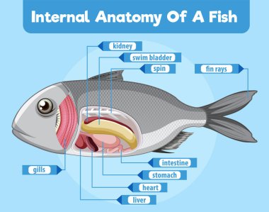 Balık iç organlarının ayrıntılı diyagramı