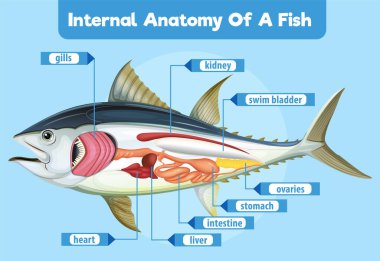 Detailed diagram of fish internal organs clipart