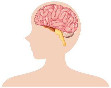 İnsan beyninin yan görüntüsü