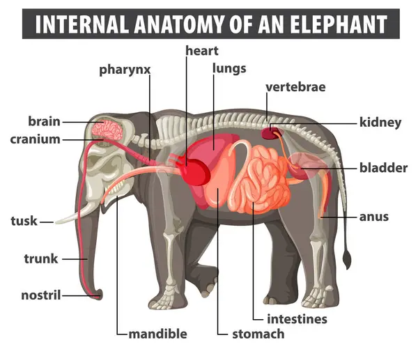 Stock vector Detailed illustration of elephant's internal organs