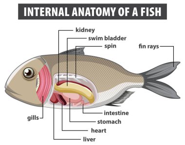Balık iç organlarının ayrıntılı diyagramı