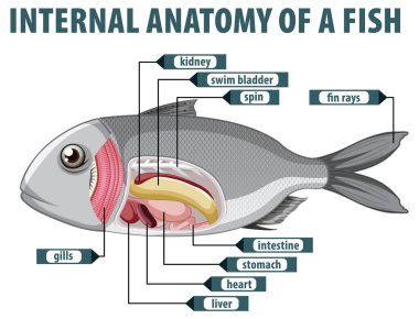 Balık iç organlarının ayrıntılı diyagramı