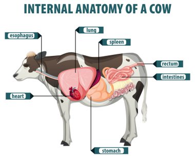 İnek iç organlarının ayrıntılı diyagramı