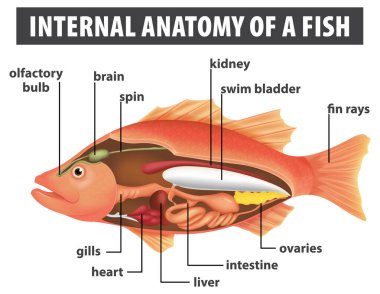 Balık iç organlarının ayrıntılı diyagramı