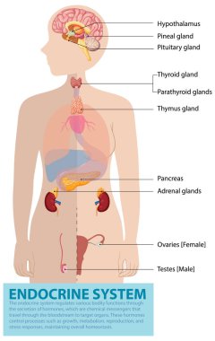İnsan endokrin sistemi ve bezlerinin canlandırılması